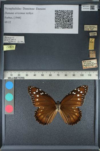 Media type: image;   Entomology 165329